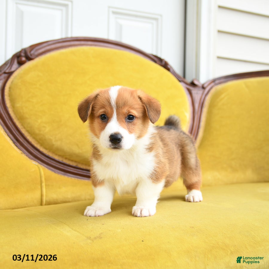 Welsh Corgi Pembroke dogs Timothy - Ad 1