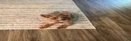 Yorkshire Terrier dogs for sale: Minnie  - Ad 6