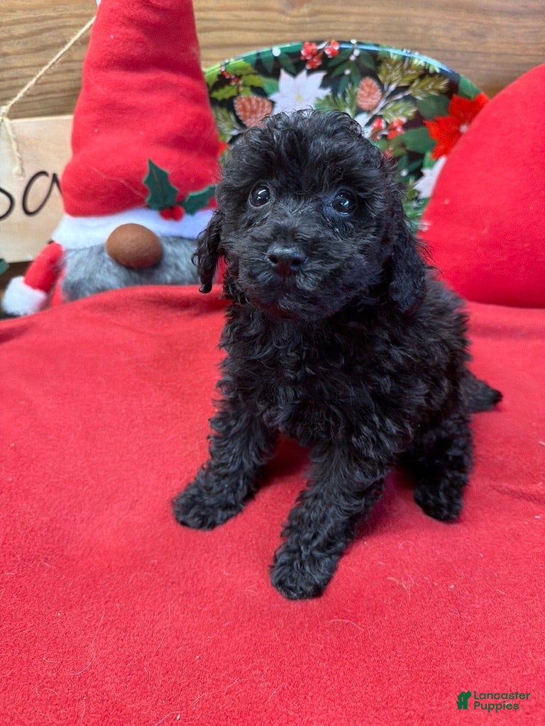 Toy Poodle dogs Inky - Ad 35