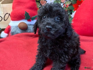 Toy Poodle dogs Inky - Ad 35