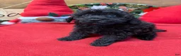 Toy Poodle dogs for sale: Inky - Ad 1