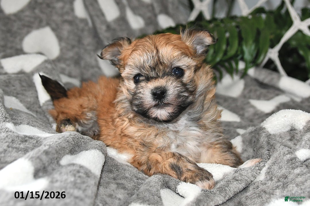 Havanese dogs for sale: Skye - Ad 3