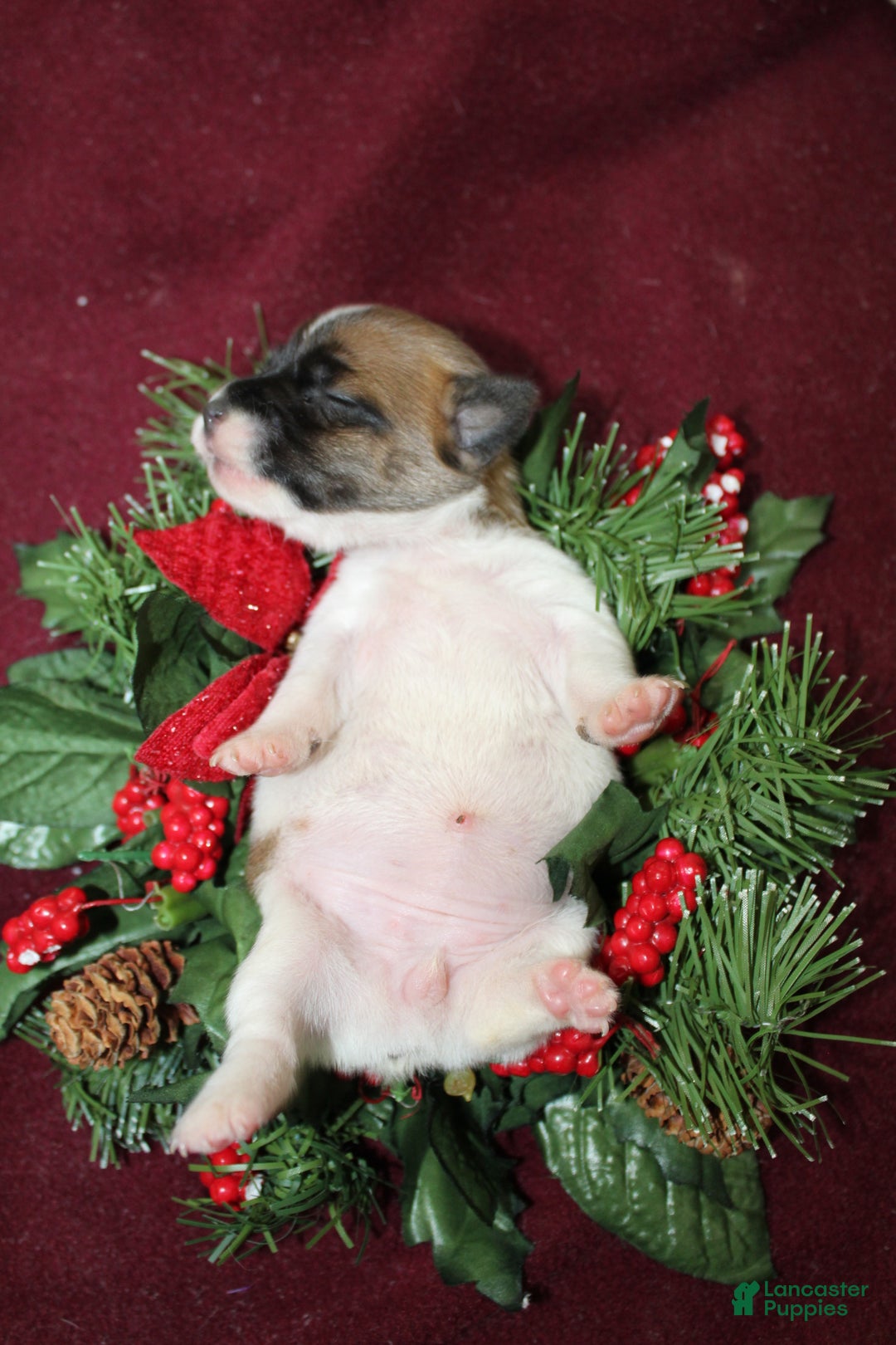 Jack Russell Terrier dogs for sale: AlmondJoy - Ad 5