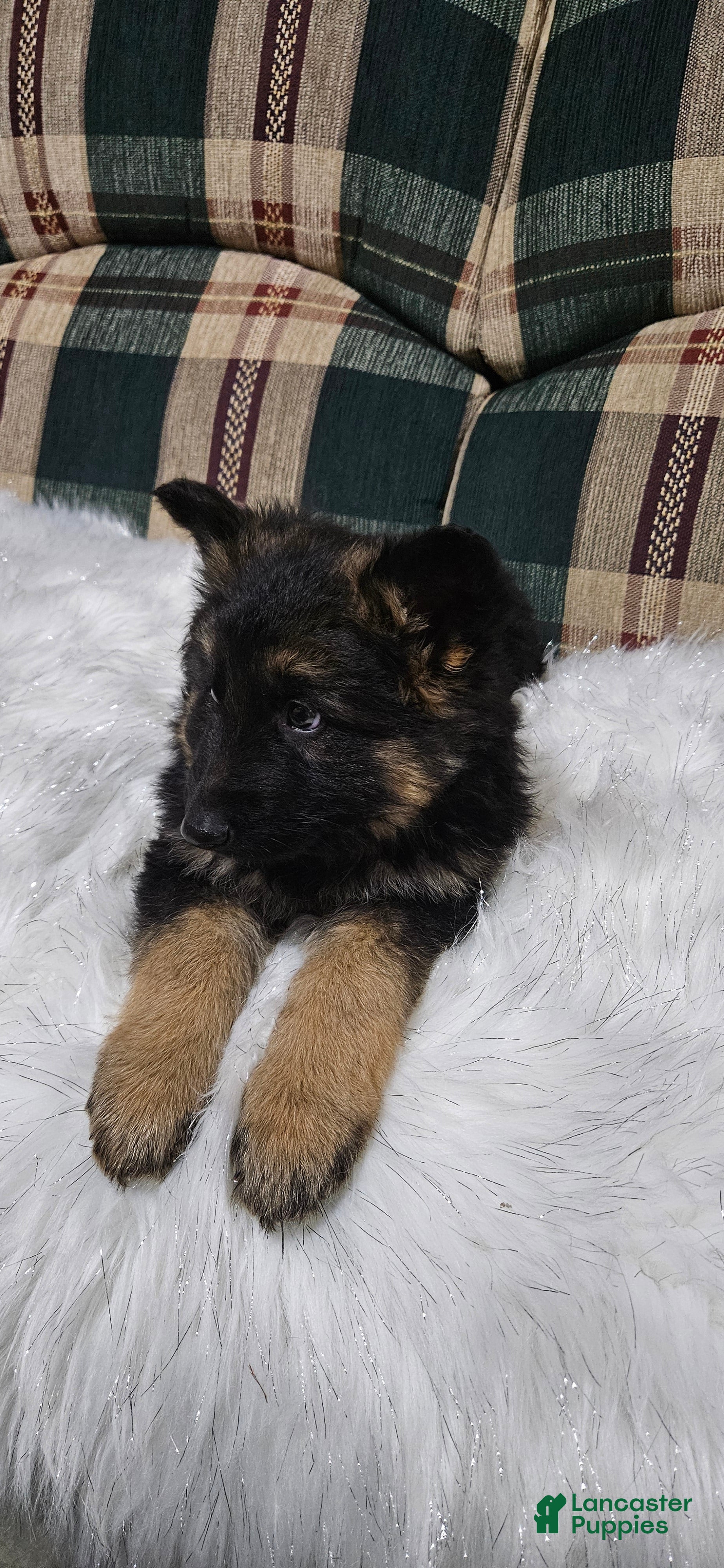 German Shepherd dogs Lainey - Ad 10