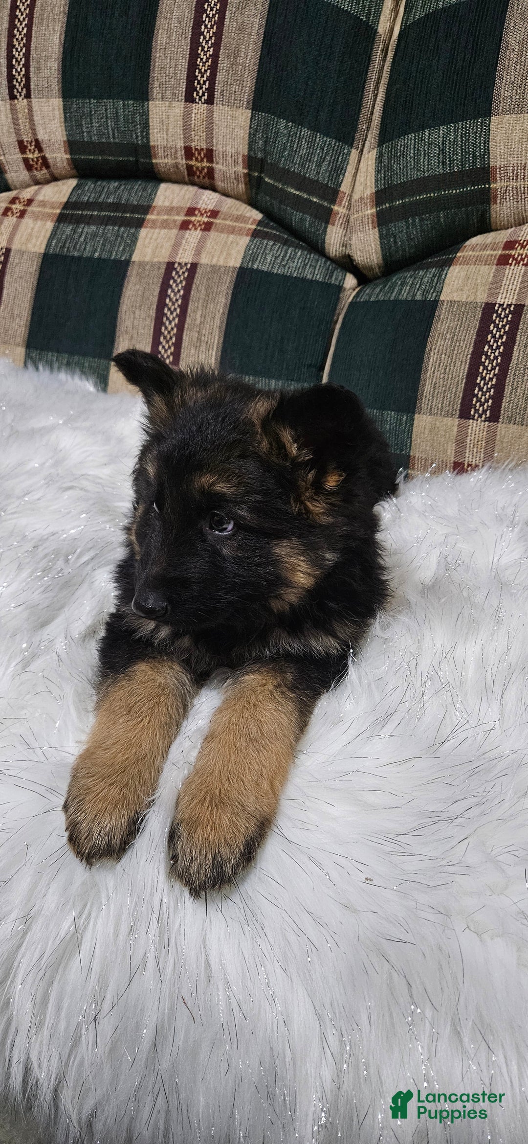 German Shepherd dogs for sale: Lainey - Ad 1