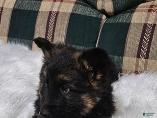 German Shepherd dogs Lainey - Ad 10