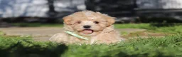 Maltipoo dogs for sale: Lane - Ad 6