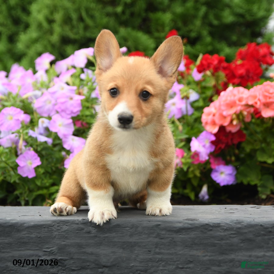 Welsh Corgi Pembroke dogs Pickles - Ad 2