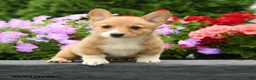 Welsh Corgi Pembroke dogs for sale: Pickles - Ad 2