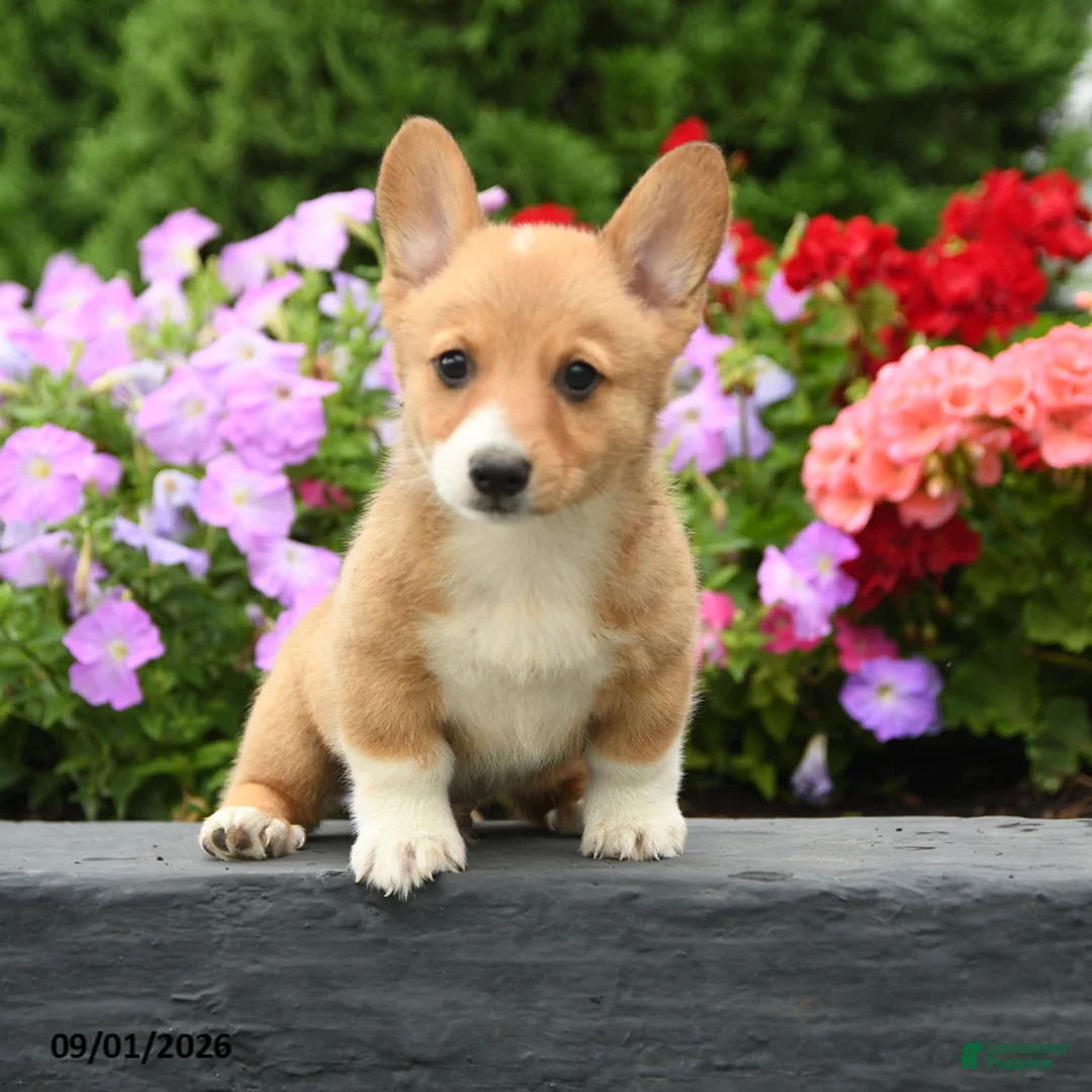 Welsh Corgi Pembroke dogs for sale: Pickles - Ad 2