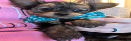 Yorkshire Terrier dogs for sale: Yorkshire Terrier Puppy 1 - Ad 3