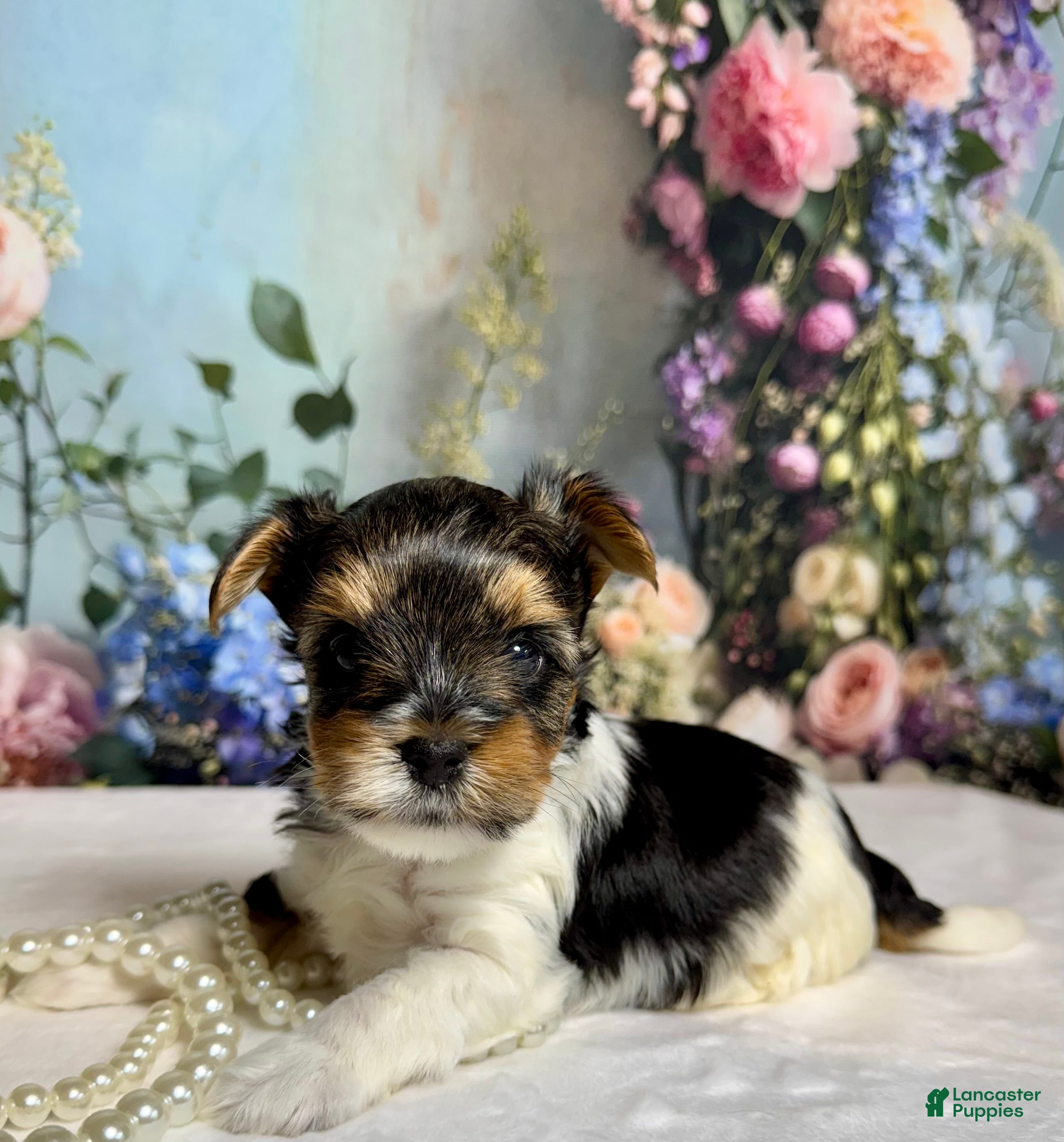 Biewer Terrier dogs Biewer Terrier Puppy 1 - Ad 1