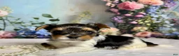 Biewer Terrier dogs for sale: Biewer Terrier Puppy 1 - Ad 1