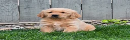 Golden Retriever dogs for sale: Gunner - Ad 4