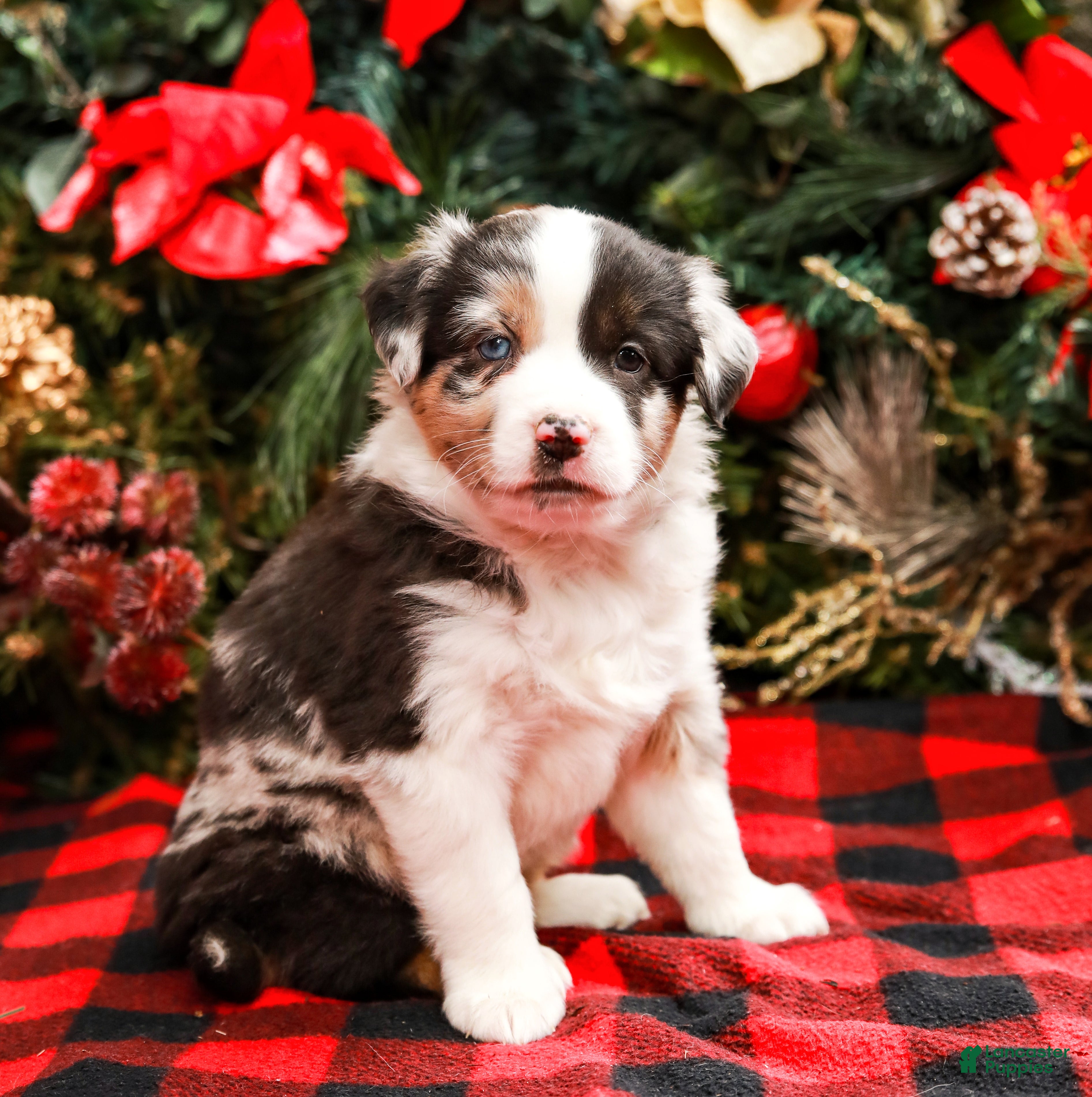Miniature Australian Shepherd dogs Noel - Ad 12
