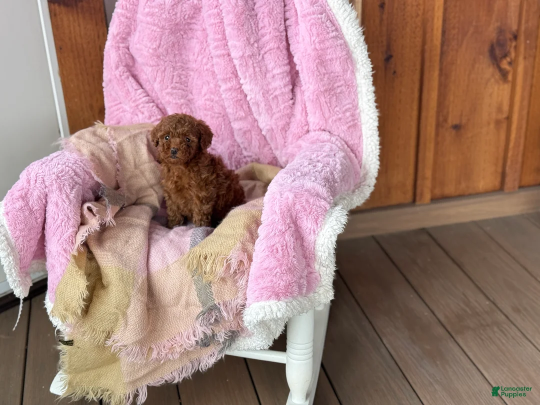 Toy Poodle dogs for sale: Nana - Ad 10