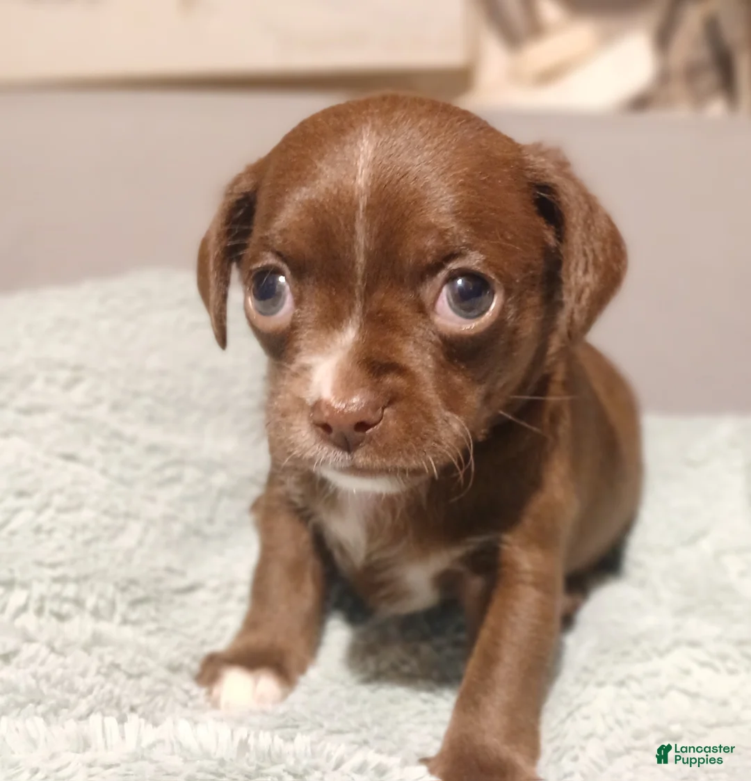 Chihuahua dogs for sale: Lacey - Ad 3