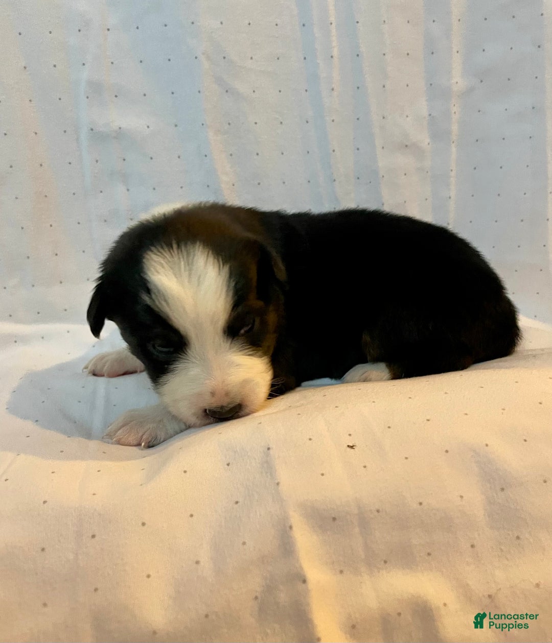 Australian Shepherd dogs for sale: Chance - Ad 28