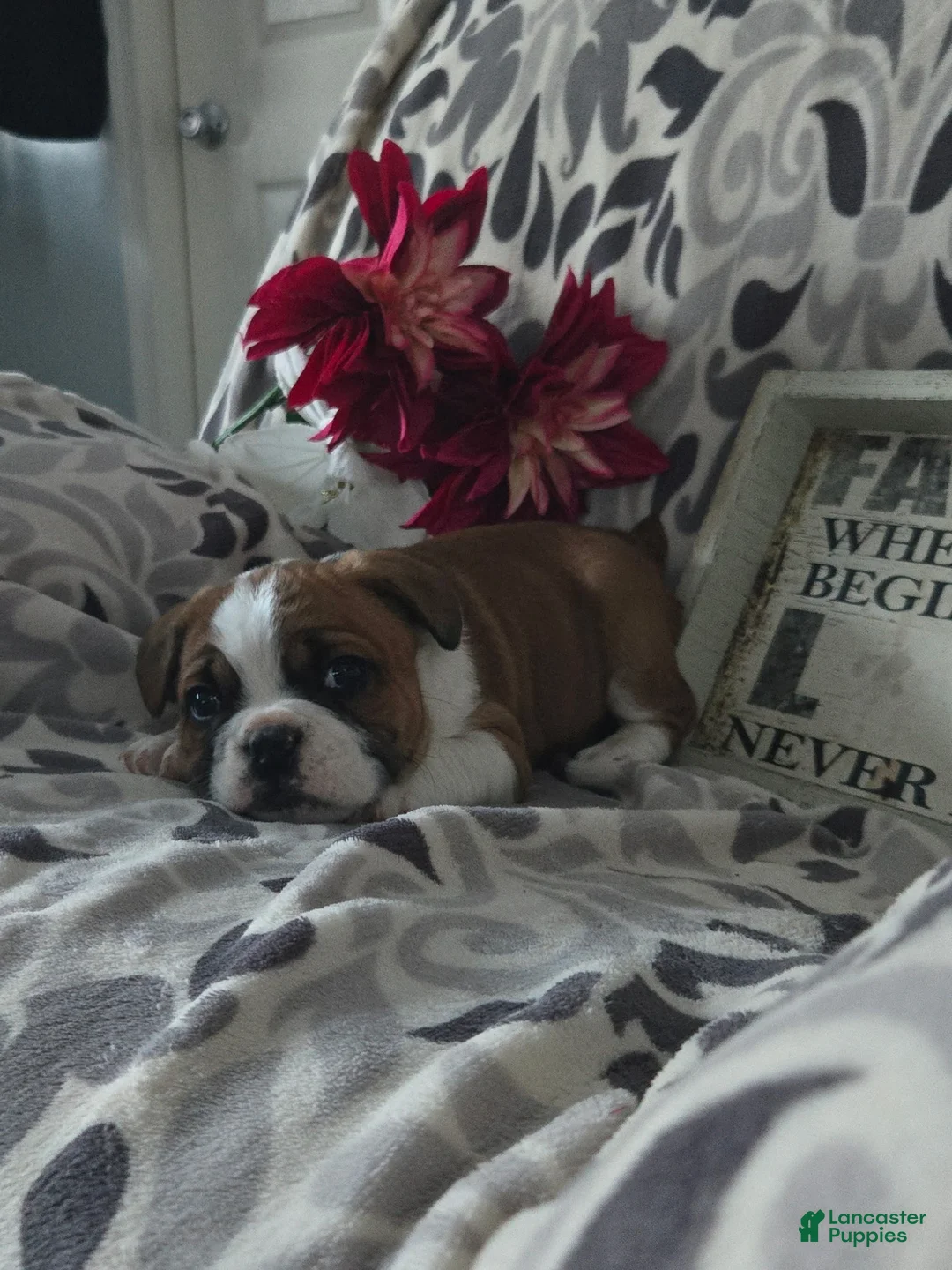 Mixed Breed dogs for sale: Charles - Ad 3