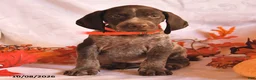 German Shorthaired Pointer dogs for sale: Captain - Ad 2