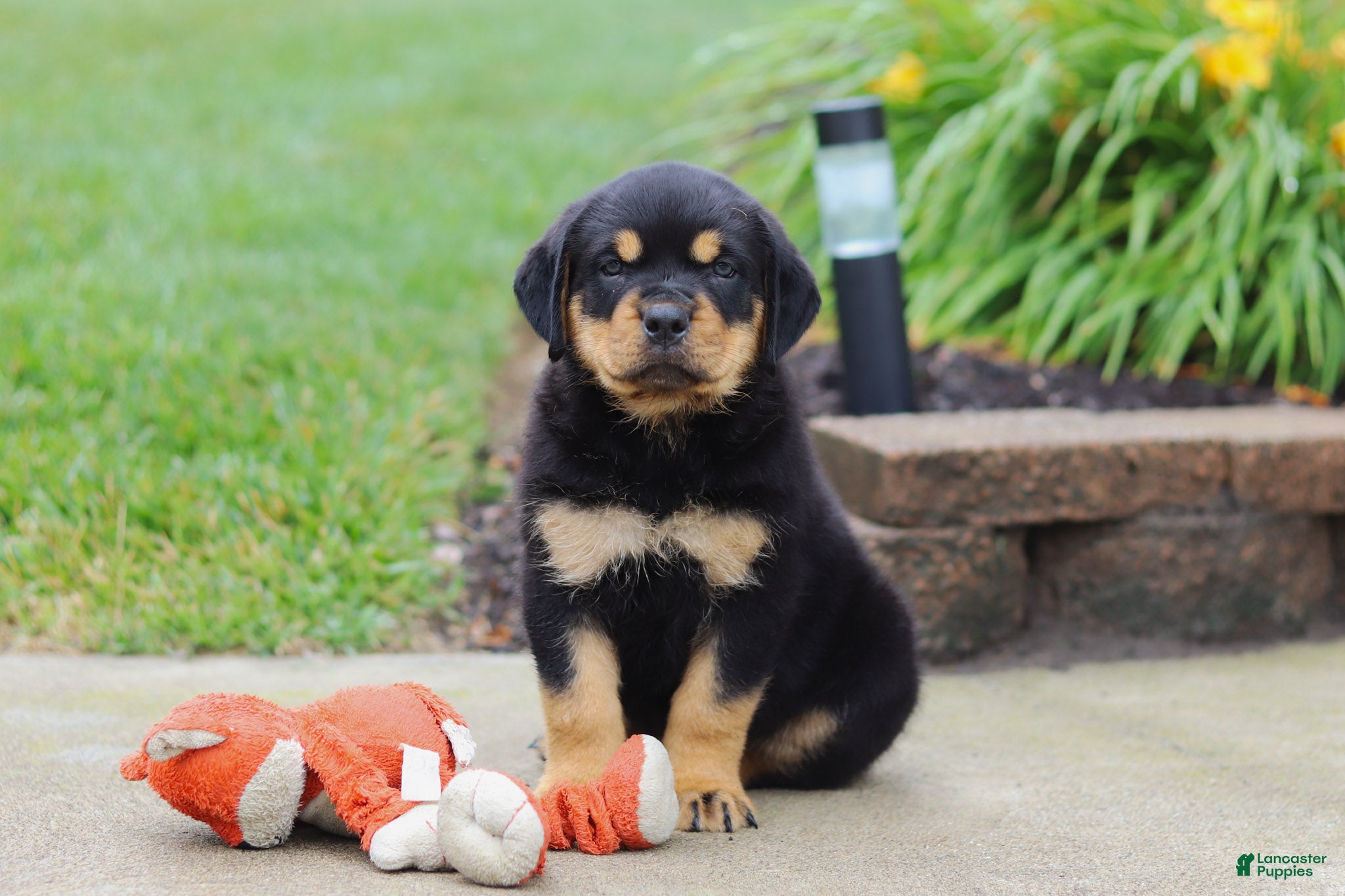 Rottweiler dogs Duke - Ad 1