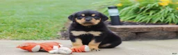 Rottweiler dogs for sale: Duke - Ad 1
