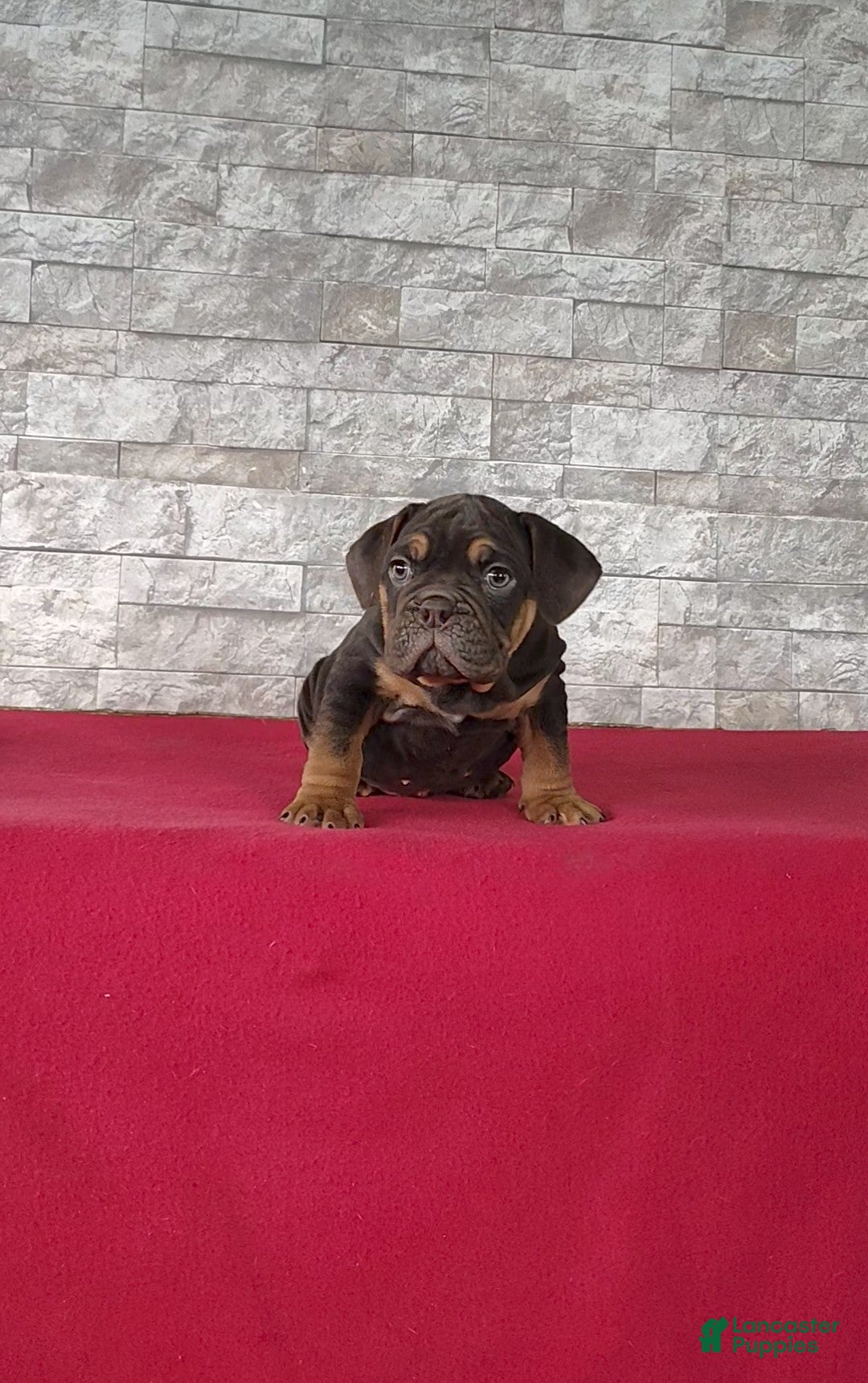 Beabull dogs for sale: Peyton - Ad 2