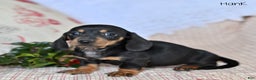 Miniature Dachshund dogs for sale: Hank - Ad 2
