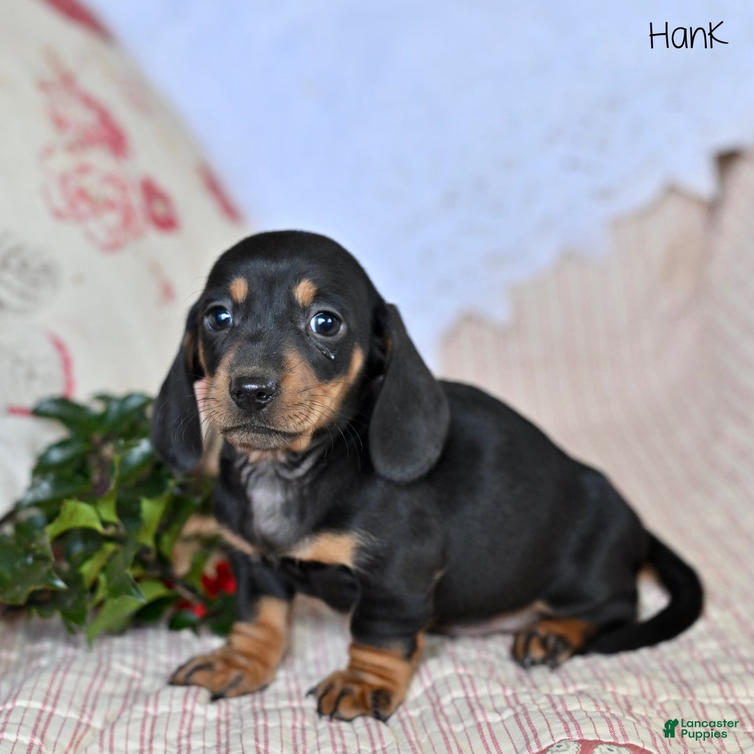 Miniature Dachshund dogs for sale: Hank - Ad 2