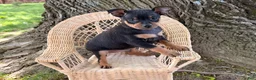 Miniature Pinscher dogs for sale: Isaac  - Ad 3