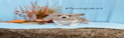 Welsh Corgi Pembroke dogs for sale: Pumpkin  - Ad 1