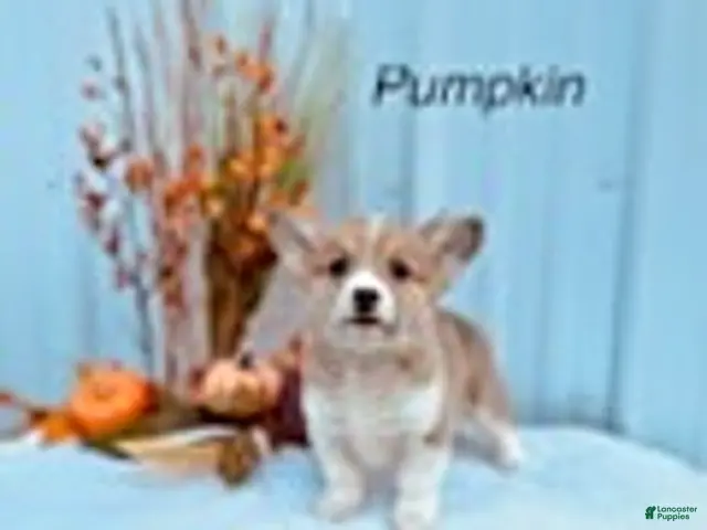 Welsh Corgi Pembroke dogs for sale: Pumpkin - Ad 31