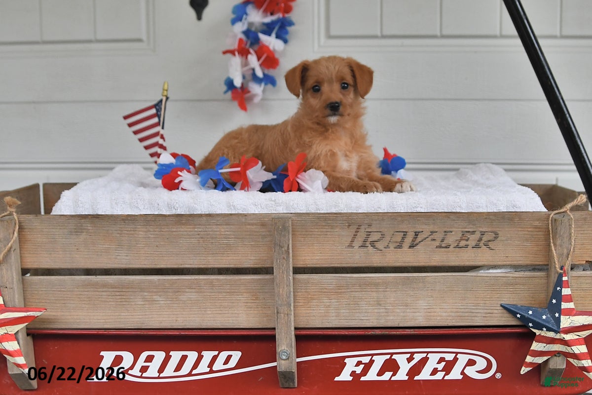 Mixed Breed dogs Sunny - Ad 1