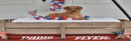 Toy Poodle dogs for sale: Sunny - Ad 1
