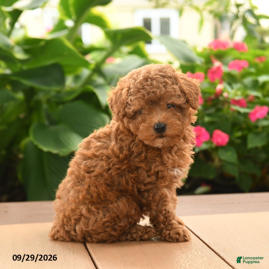 Milo