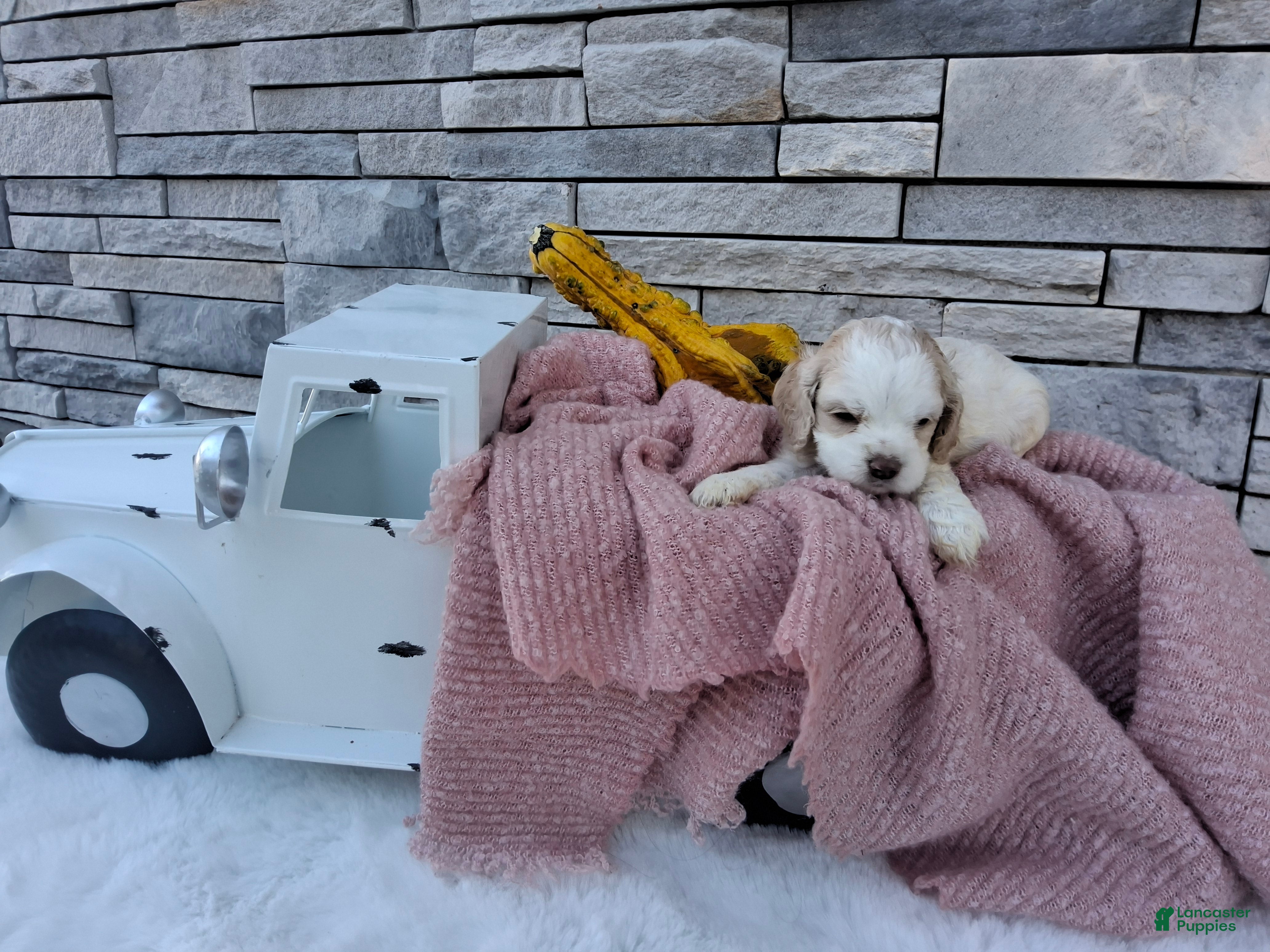 Cocker Spaniel dogs for sale: Cocker Spaniel 4 - Ad 1