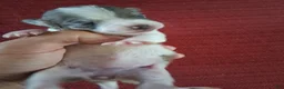 Chihuahua dogs for sale: Magnolia - Ad 3
