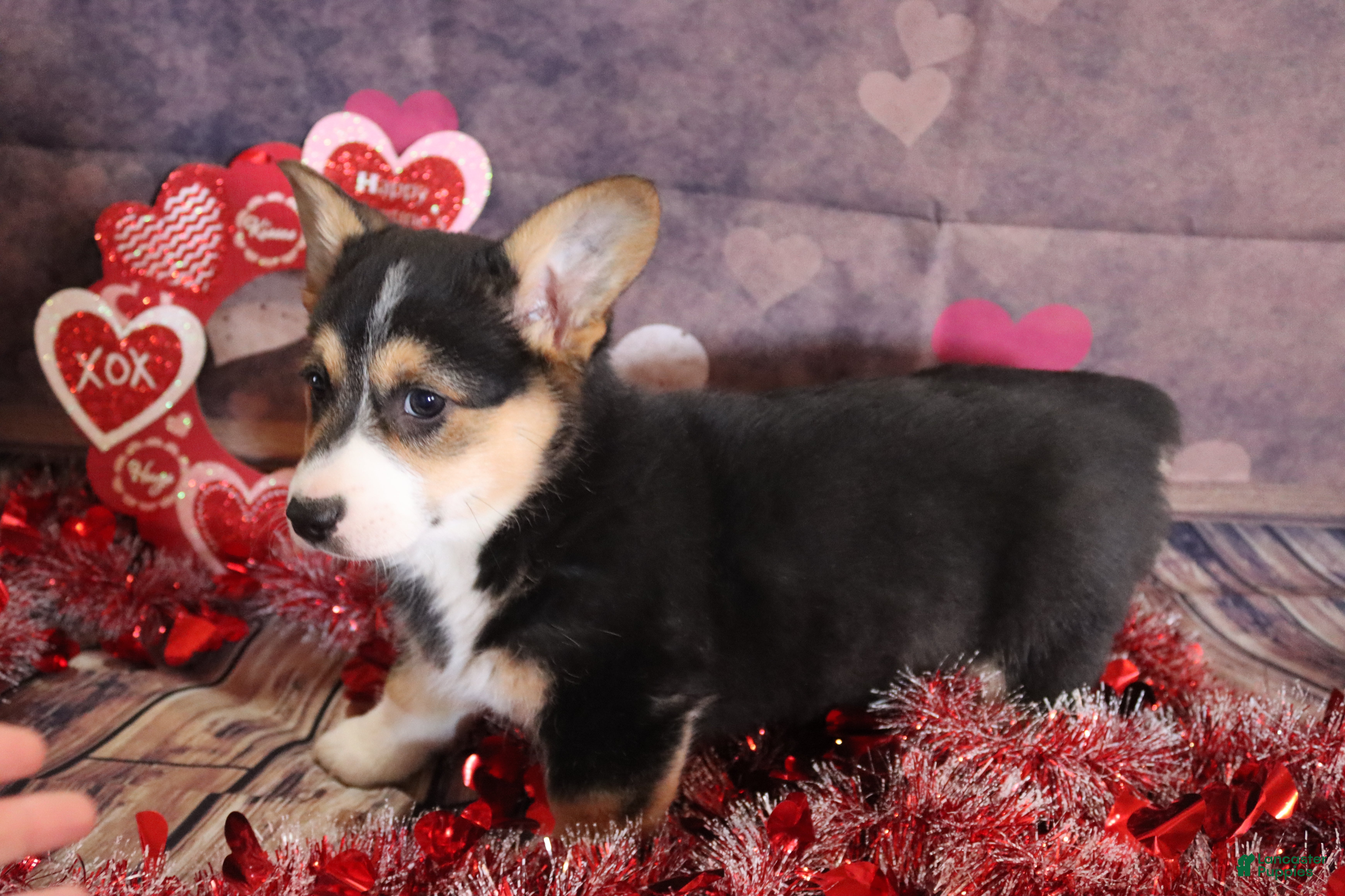 Welsh Corgi Pembroke dogs holly - Ad 22