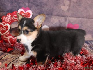 Welsh Corgi Pembroke dogs holly - Ad 25