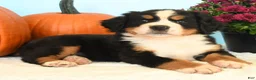 Bernese Mountain Dog dogs for sale: Chad - Ad 4
