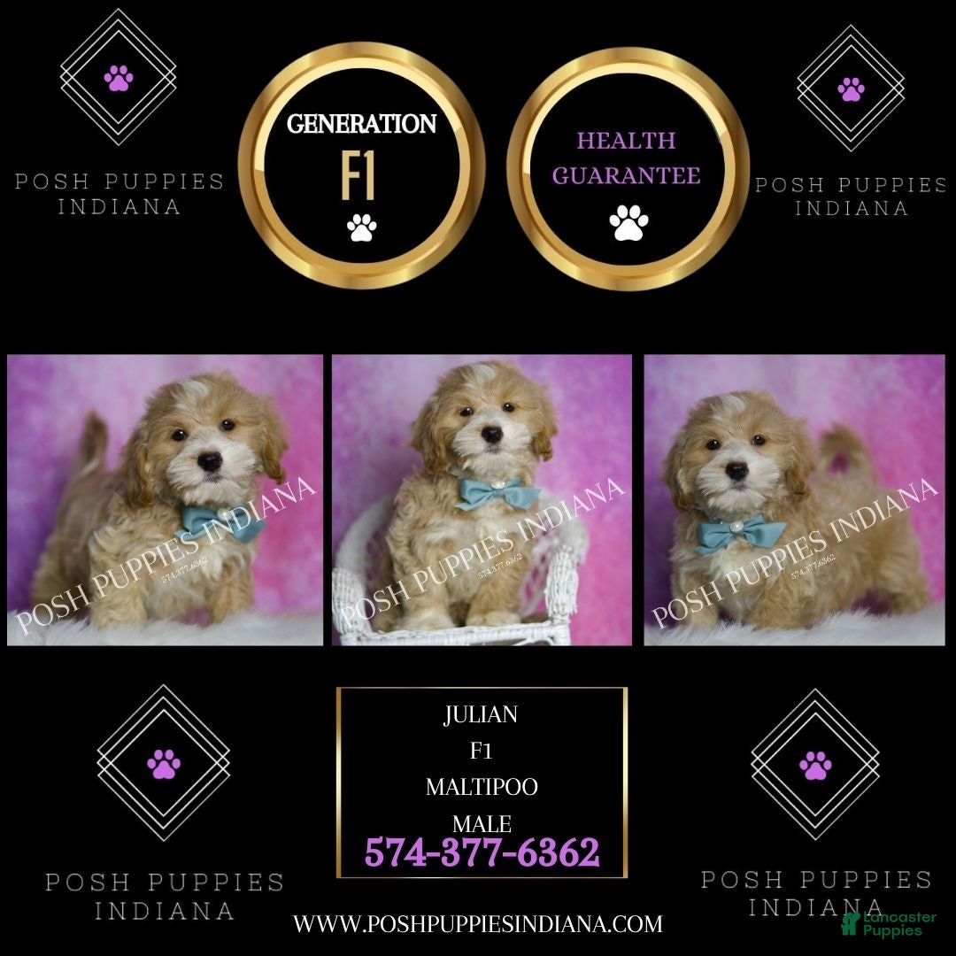 Maltipoo dogs Julian - Ad 2