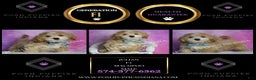 Maltipoo dogs for sale: Julian - Ad 2