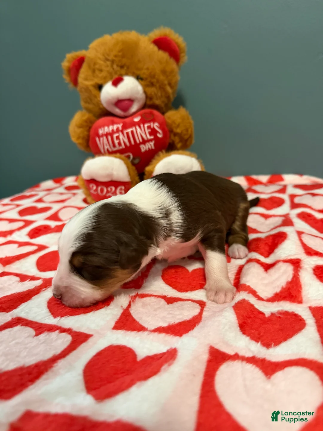 Miniature Australian Shepherd dogs for sale: Tate - Ad 5