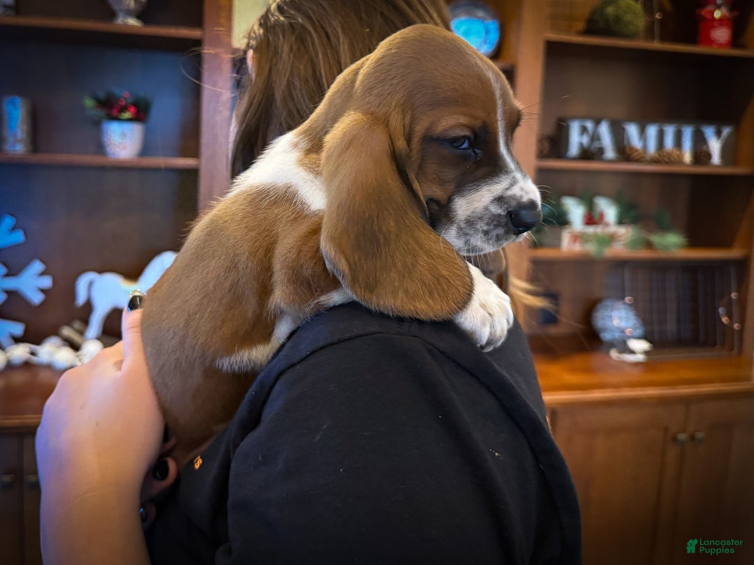 Basset Hound dogs for sale: Oscar - Ad 4