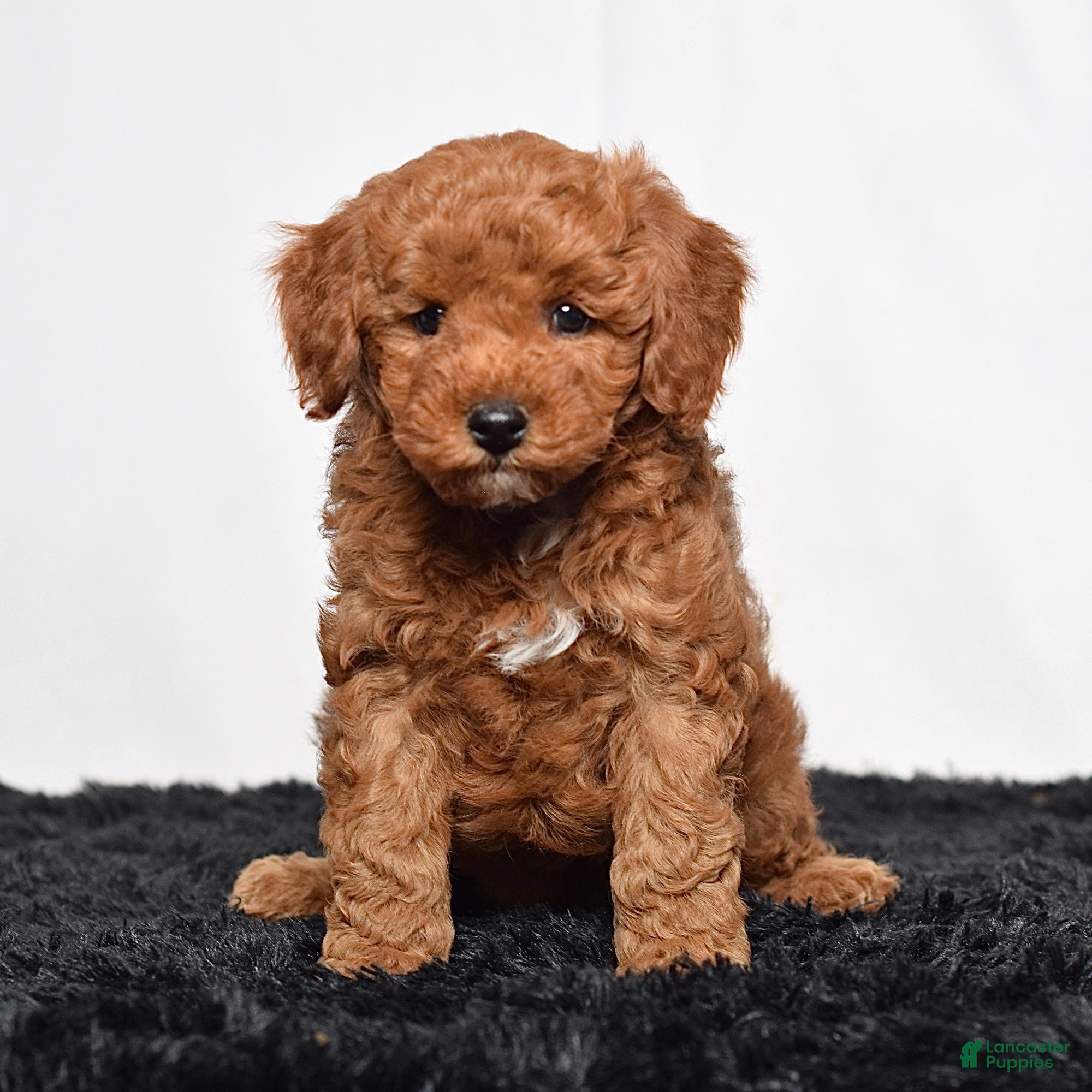 Mini Goldendoodle dogs Richie - Ad 2