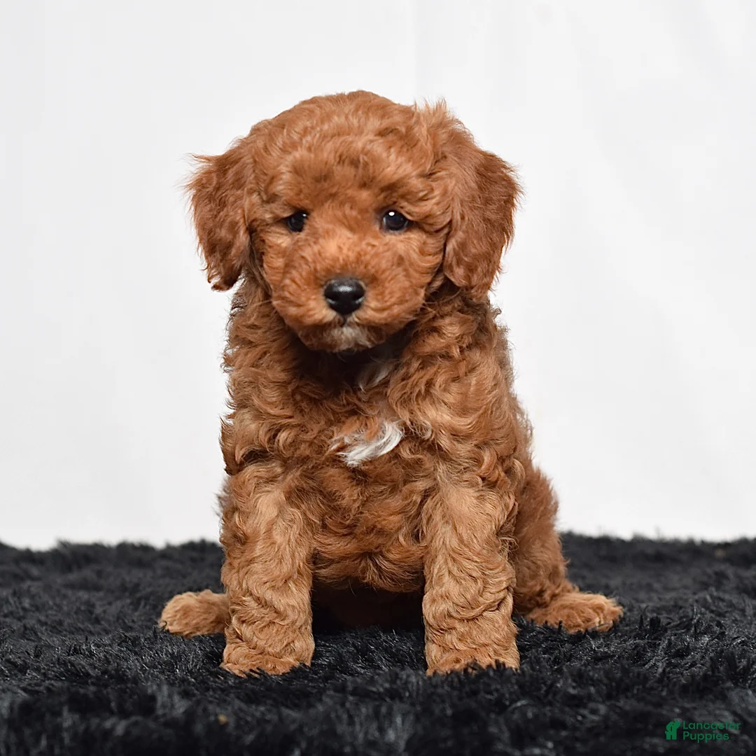 Mini Goldendoodle dogs for sale: Richie - Ad 2