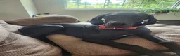 Great Dane dogs for sale: Gibby - Ad 1