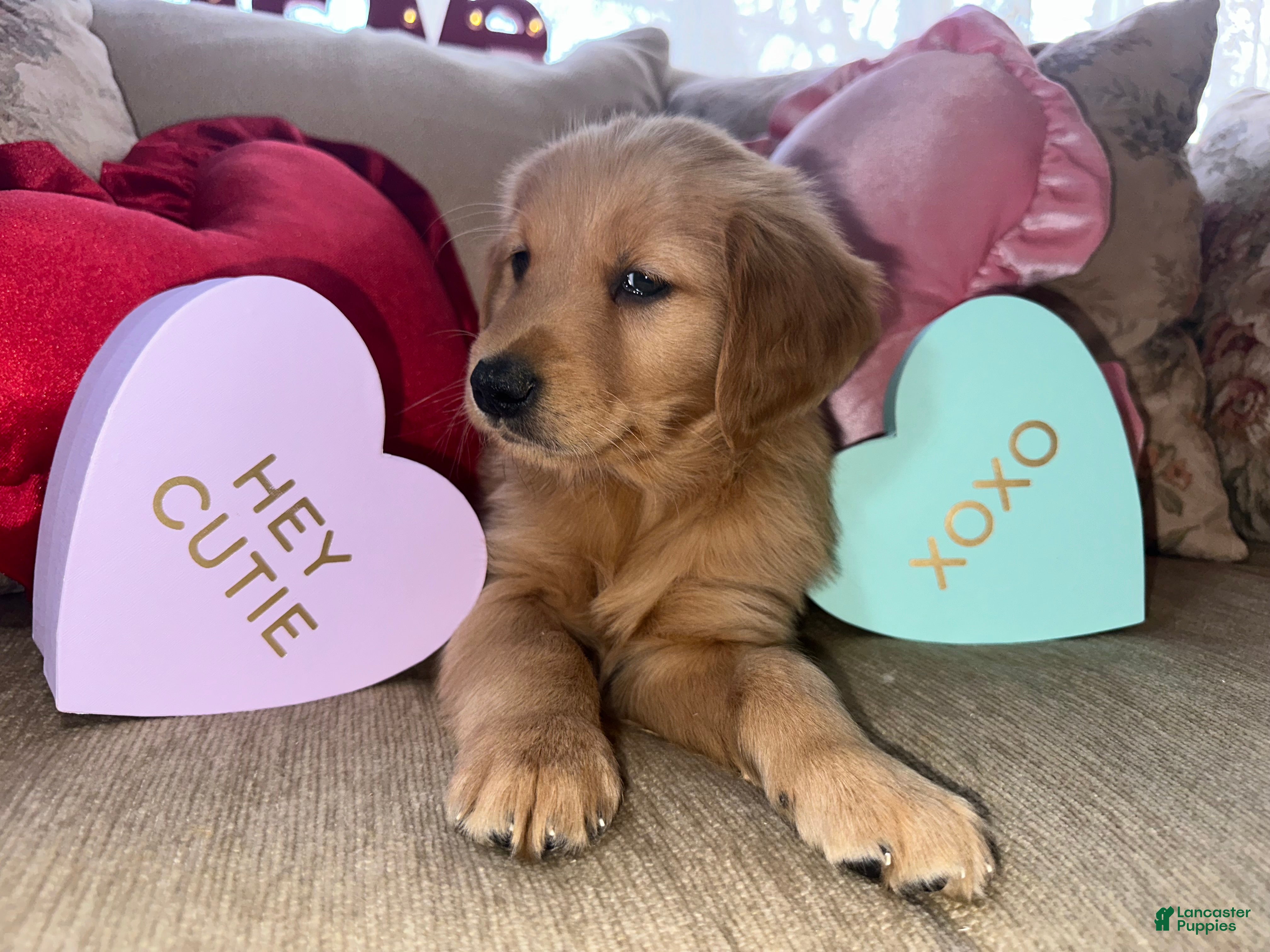 Golden Retriever dogs Ms. Heart Throb - Ad 2