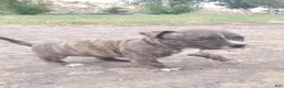 American Pit Bull Terrier dogs for sale: American Pit Bull Terrier 2 - Ad 4