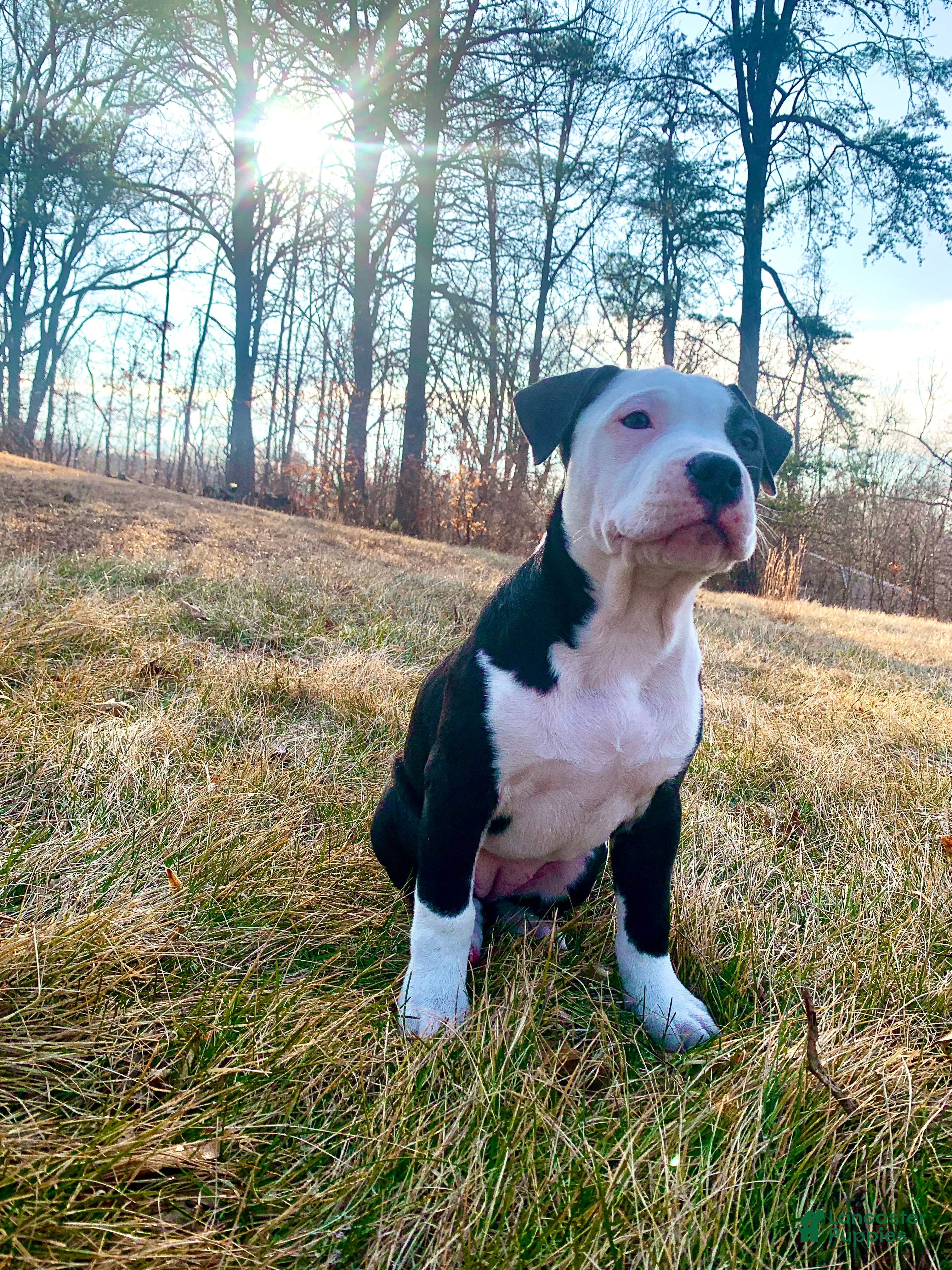 Mixed Breed dogs Nipper - Ad 6